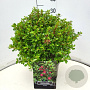 Escallonia 'Red Dream' 30-35 cm 10L