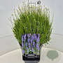 Lavandula ang. 'Munstead' 40 cm 10L bol