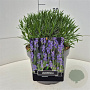 Lavandula int. Phenomenal 25-30 cm 10L