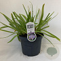 Agapanthus 'Sunfield' 20-25 cm 7,5L