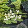 Aponogeton distachyos GM C1 leverbaar