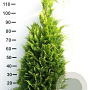 Chamaecyparis l. 'Ivonne' 250-300 cm draadkluit solitair