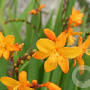 Crocosmia 'Columbus' GM P9