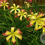 Hemerocallis 'Curls' GM P9