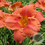 Hemerocallis 'South Seas' GM P9