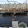 Hippophae rhamn. 'Hergo' 40-50 cm C1.5