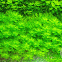 Hottonia palustris GM P9 leverbaar