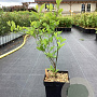 Lindera benzoin 50-80 cm 3,0L