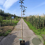 Malus d. 'Gloster' 150-175 cm 10L