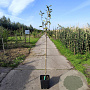 Malus d. 'Red Delcorf' 125-150 cm 10L