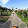 Malus d. 'Rosette' 120-150 cm 7,5L