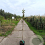 Malus d. 'Sampion' 175-200 cm 10L