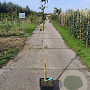 Mespilus g. 'Bredase Reus' 125-150 cm 10L