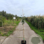 Pyrus c. 'Clapp's Favourite' 125-150 cm 10L