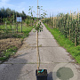 Pyrus c. 'Gieser Wildeman' 100-125 cm 10L