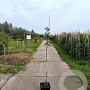 Pyrus c. 'Rode Williams' 150-175 cm 10L