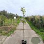 Pyrus pyrifolia 'Nijisseiki' 125-150 cm 10L