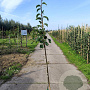 Pyrus pyrifolia 'Shinko' 100-125 cm 10L
