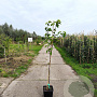 Pyrus pyrifolia 'Tama' 125-150 cm 10L