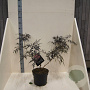 Sambucus nigra Black Lace 40-60 cm 10L