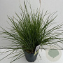 Sesleria autumnalis 25-30 cm 5,0L vierkant