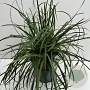 Sesleria heufleriana 25-30 cm 5,0L vierkant