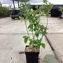 Vaccinium c. 'Bluejay' 50-60 cm 3,0L