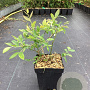 Vaccinium c. 'Duke' 30-40 cm 3,0L