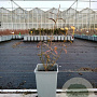 Vaccinium 'Pink Lemonade' 30-40 cm P15