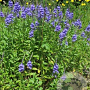 Veronica austriaca GM P9 leverbaar