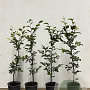 Fagus sylvatica 80-100 cm 2,5L