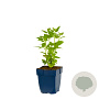 Agastache rugosa 'Alabaster' GM  P11