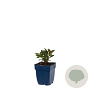 Euphorbia amygdal. 'Purpurea' GM  P11