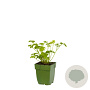 Petroselinum crispum GM  P11