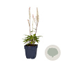 Tiarella cordifolia GM  P11