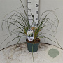 Cortaderia s. 'Sunningd. Silver' 50-60 cm 5,0L