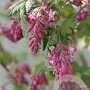 Ribes sang. Amore 40-50 cm 5,0L