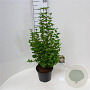 Syringa Tinkerbelle 40-50 cm 5,0L