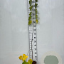 Cercis canadensis 60-100 cm 2,0L