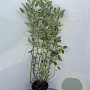 Cornus alba 'Elegantissima' 100-125 cm 5,0L
