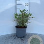 Cornus alba 'Elegantissima' 15-20 cm 2,0L