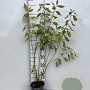 Cornus alba 'Elegantissima' 40-60 cm 2,0L