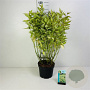 Cornus alba 'Gouchaultii' 100-125 cm 2,0L