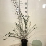Cotoneaster franchetii 80-100 cm 2,0L