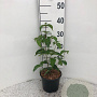 Cornus kousa chinensis 20-25 cm 2,0L