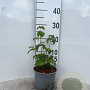 Cornus kousa 30-40 cm 2,0L