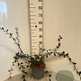 Cotoneaster lacteus 60-80 cm 5,0L