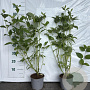 Cornus sericea 'Flaviramea' 60-80 cm 2,0L