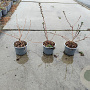Escallonia 'Donard Seedling' 15-20 cm C1.3