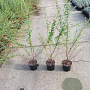 Escallonia 'Donard Seedling' 40-60 cm C1.3